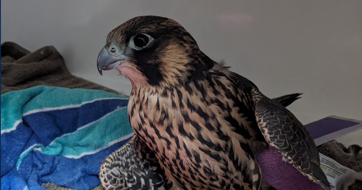 MGE Peregrine Falcon making progress in recovery | News