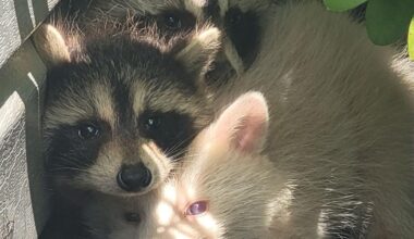 Poland resident spots rare albino raccoon | Poland News