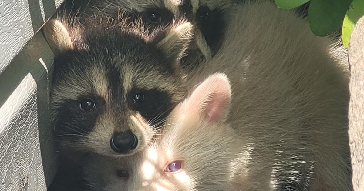 Poland resident spots rare albino raccoon | Poland News