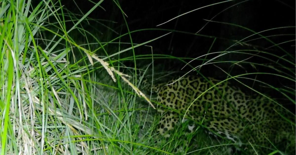 'Cinco' the jaguar captured on camera twice in Southern Arizona's Sky Islands | Good News
