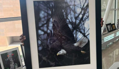 Eagle Photo Snapped by Carson Hughes on Display at Indy Airport