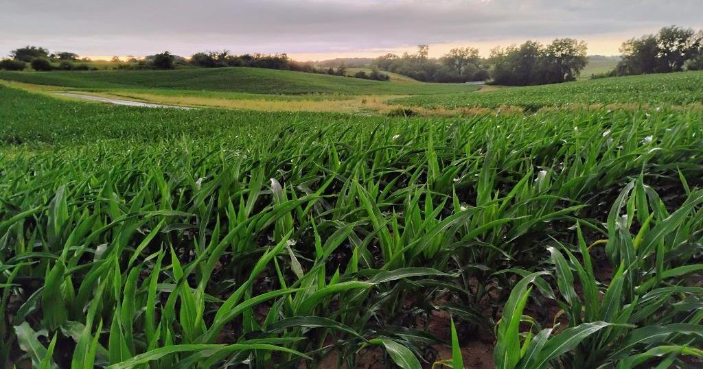Illinois students win Cream of the Crop photography contest | Local News