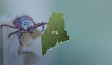 Another person in Maine confirmed to have the rare Powassan virus