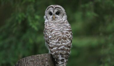 Trump opens endangered species' habitats to development