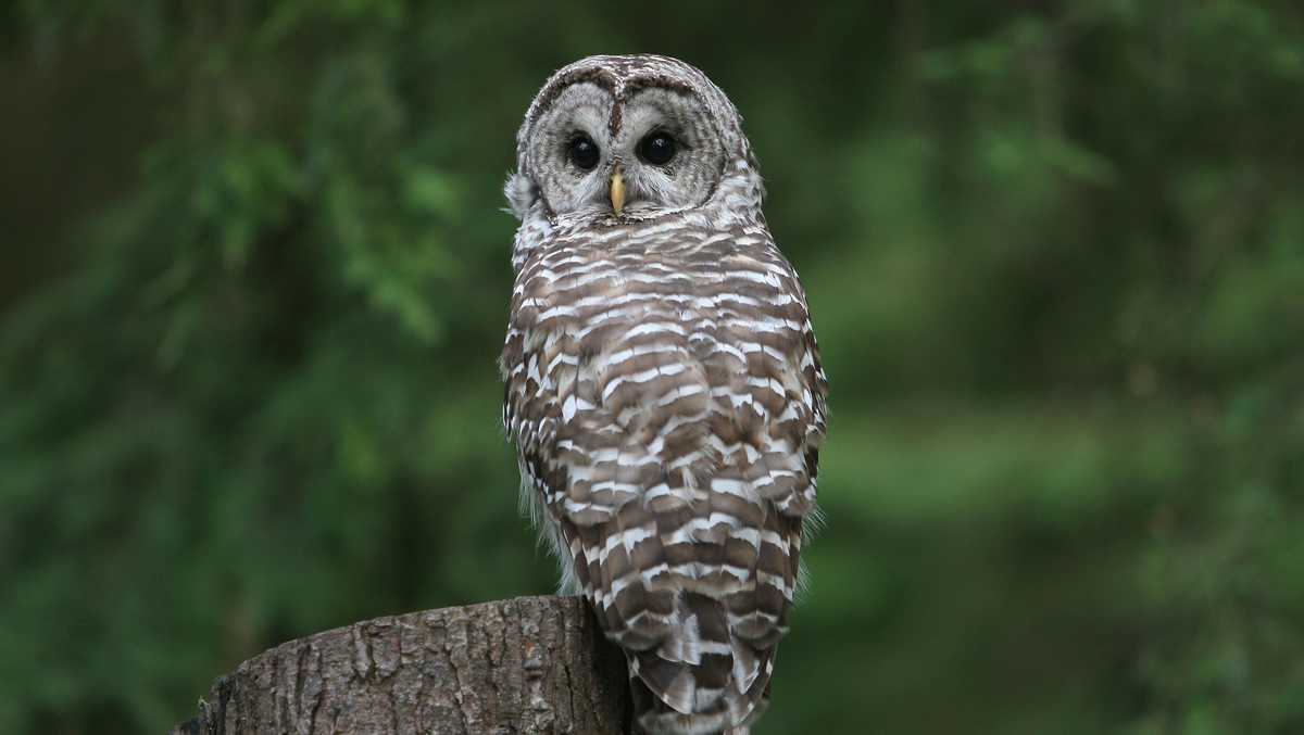 Trump opens endangered species' habitats to development