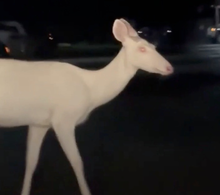 Albino Deer in Farmington Hills