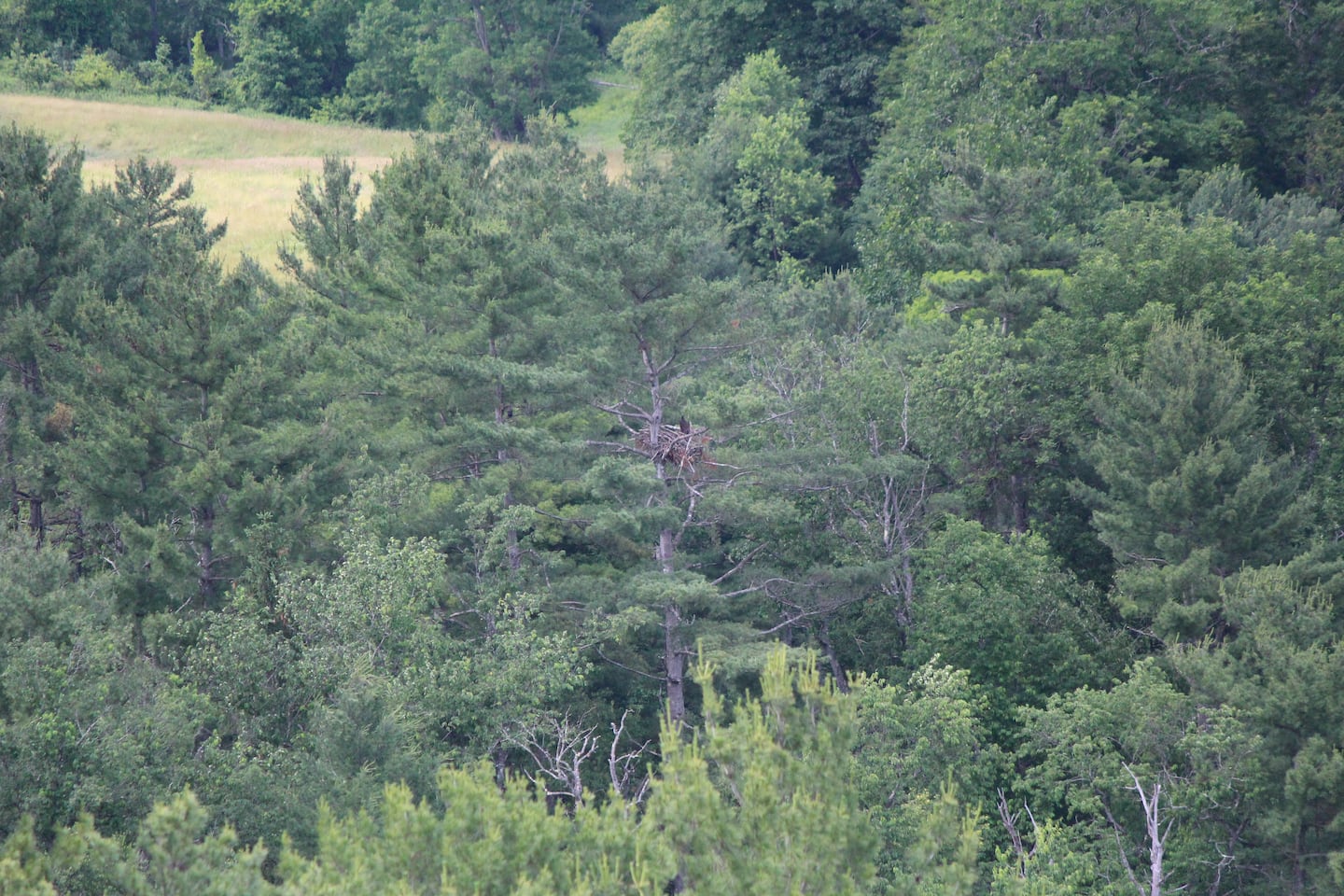 A live-streamed eagle's nest, as seen from an observation tower, on Jun. 24.