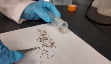 Mosquitoes are evolving to survive common backyard sprays :: WRAL.com