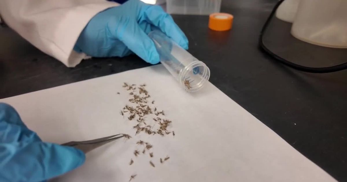 Mosquitoes are evolving to survive common backyard sprays :: WRAL.com