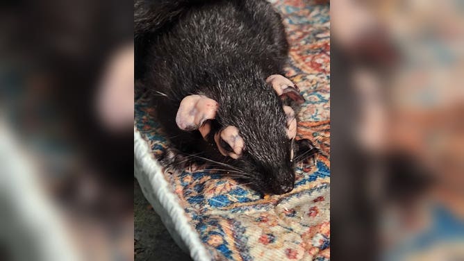 Phlox's head the day she was released from Halfway Home Wildlife Rehab.