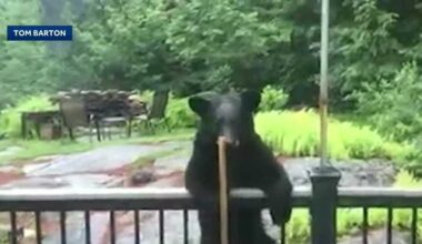 Wildlife sightings up in NH as bears, bobcats seek food