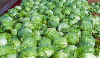 Iceberg lettuce recalled in 27 states, including Mass., in connection with Cyclospora outbreak