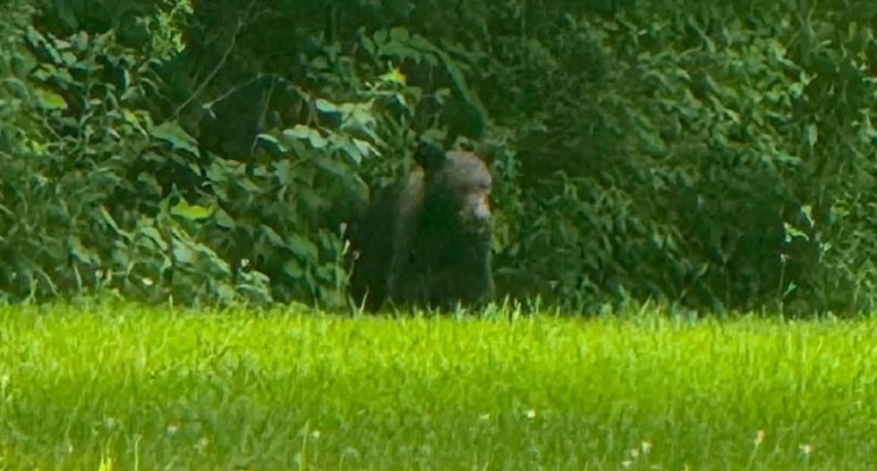Black bear spotted along trail in Ozark, Mo. (Photo submitted to MDC and posted on social...