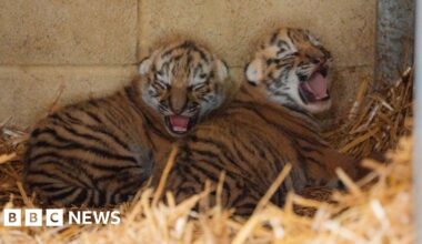 Endangered tiger cubs born at Longleat Safari Park - BBC