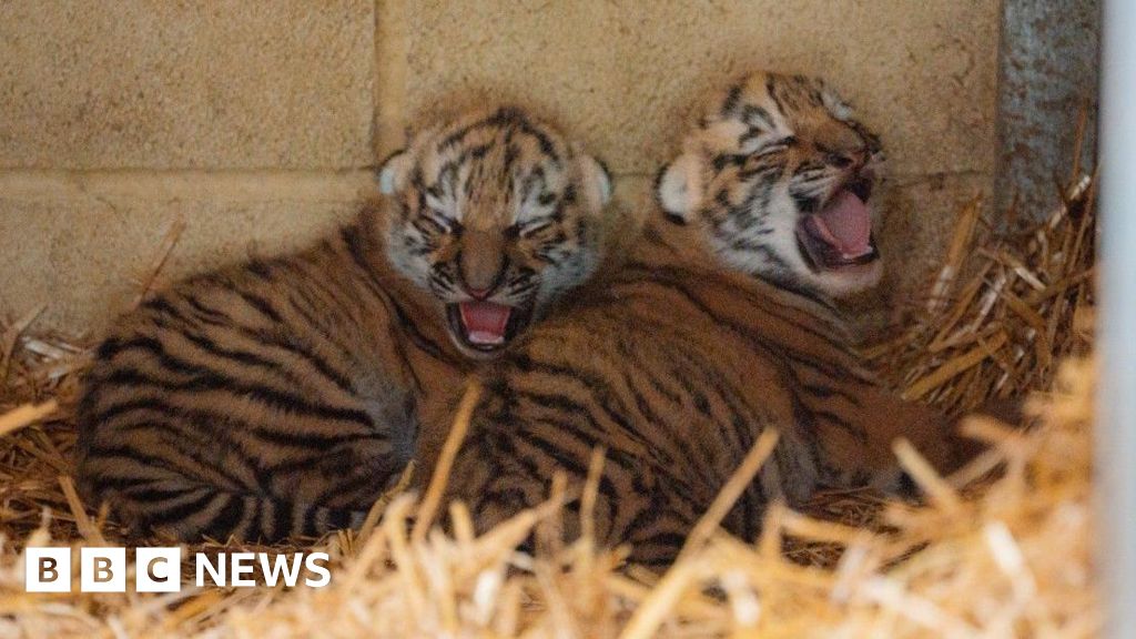 Endangered tiger cubs born at Longleat Safari Park - BBC