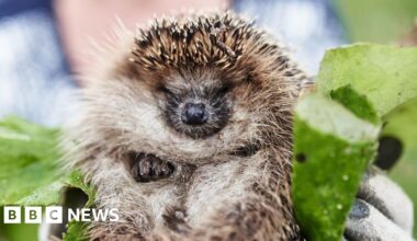 Dehydrated hedgehogs: Warnings issues by West wildlife centres - BBC