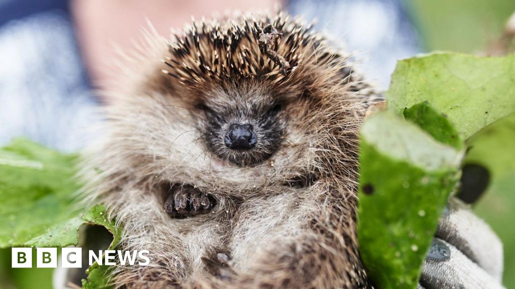 Dehydrated hedgehogs: Warnings issues by West wildlife centres - BBC