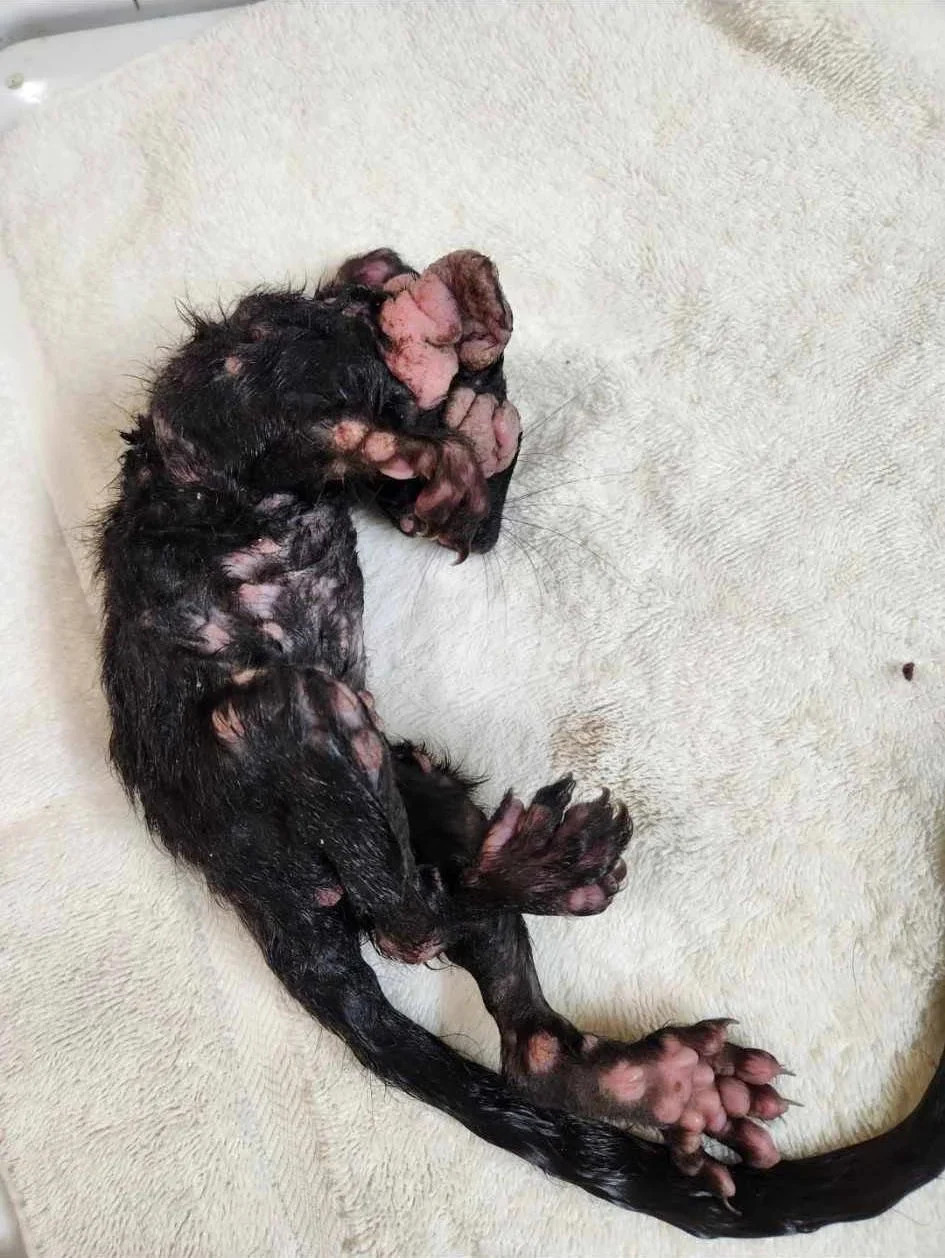 Phlox, wet, after coming into Halfway Home Wildlife Rehab and receiving some care.