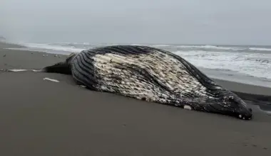 Both Recently Beached Humpbacks Were in 'Advanced Stages of Decomposition,' Cal Poly Humboldt Scientists Say; Cause of Death Remains Unknown | Lost Coast Outpost