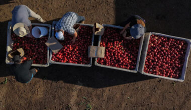California farmer and food marketer spar over who can sell white nectarines