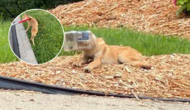 Coyote with jar stuck on head freed, released to be with pack