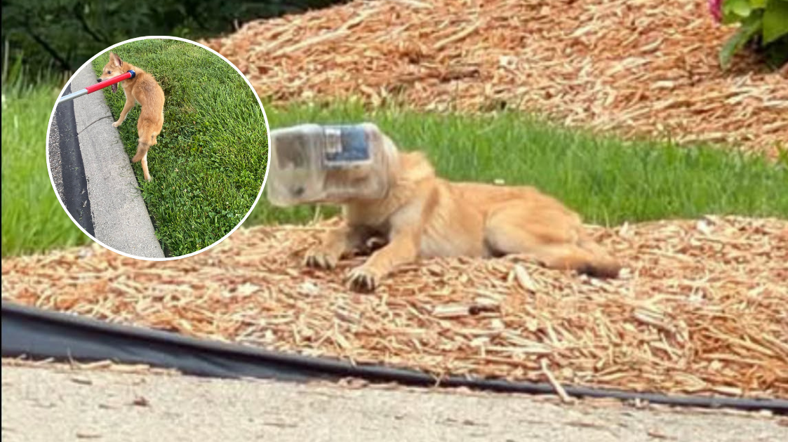Coyote with jar stuck on head freed, released to be with pack