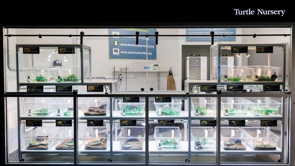 n the Turtle Nursery at the Tennessee Aquarium, guests can see species from all over the world, including many that hatched in the River Journey building. Since 1992, the Aquarium has hatched more than 1,100 turtles representing more than 50 species. Photo via the Tennessee Aquarium.