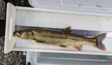 The Pikeminnow Fishing Derby is Back! Get Out on the Eel River and Kill Invasive Fish for a Prize | Lost Coast Outpost
