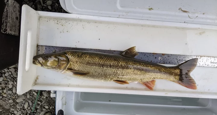 The Pikeminnow Fishing Derby is Back! Get Out on the Eel River and Kill Invasive Fish for a Prize | Lost Coast Outpost