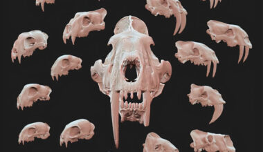 Labeled just 'feline,' skull in a New York museum drawer turns out to be a 5-million-year-old saber-toothed cat