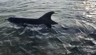 Dolphin strandings continue for second day on Cape Cod