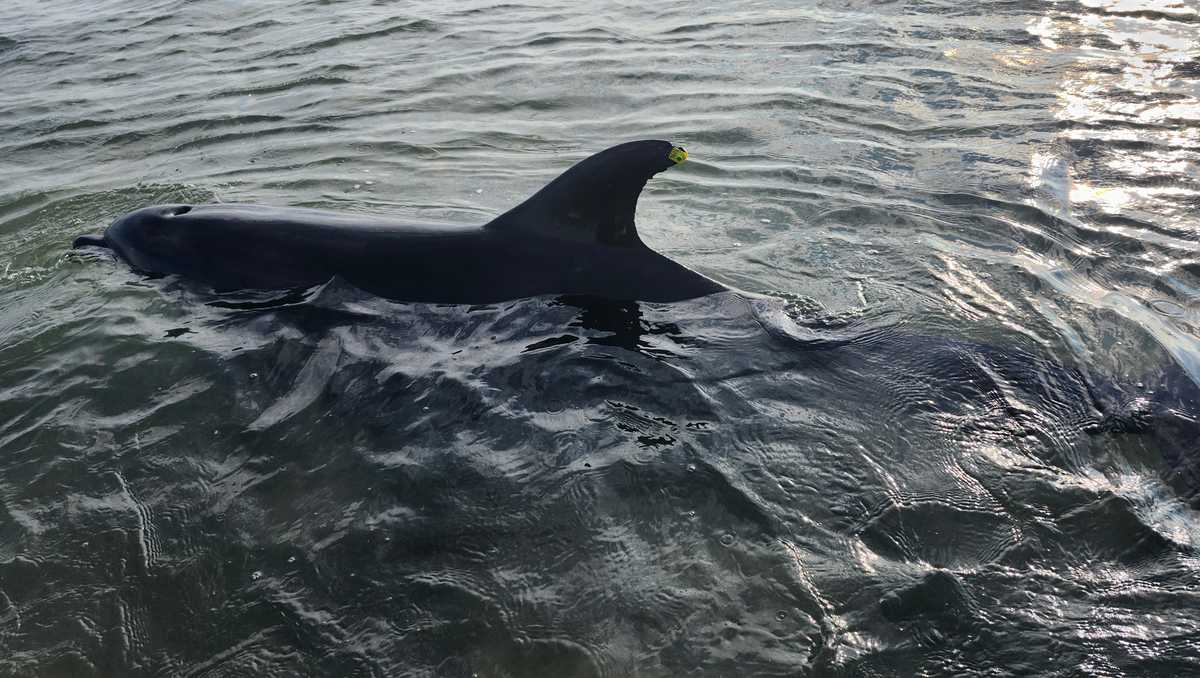 Dolphin strandings continue for second day on Cape Cod