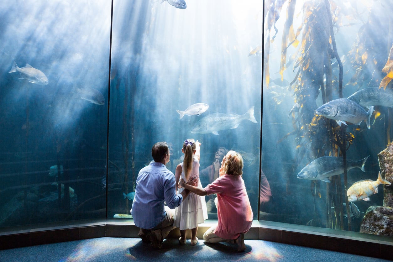 A family of three, seen from behind, sits closely together watching large fish swim in a sunlit aquarium tank with tall seaweed and blue water—one of the city's most captivating tourist attractions.