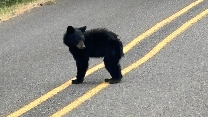 Young bear euthanized after lethargic behavior, tests negative for rabies.
