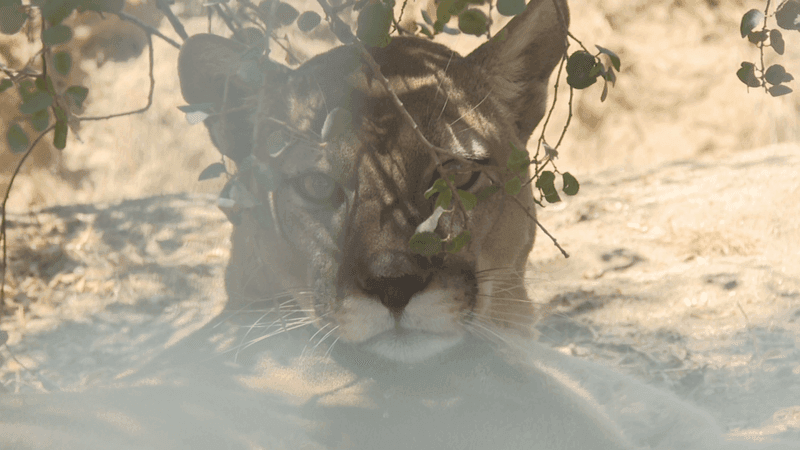 The sound of a rattlesnake’s rattle is a familiar warning for people living in the mountains, and for a cat haven team in Dunlap, it can mean a life-or-death emergency for the animals in their care (PHOTO: PHOTOJOURNALIST JOHN DWELLE).