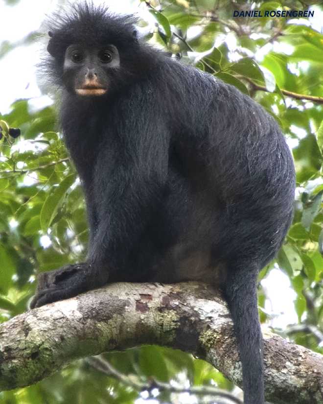 New monkey species photo via daniel rosengren