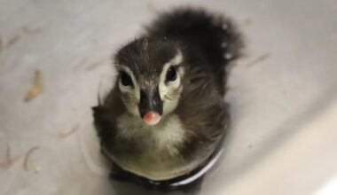 'May cause spontaneous smiling': Orphaned baby merganser, teeny wood duckling land at wildlife center