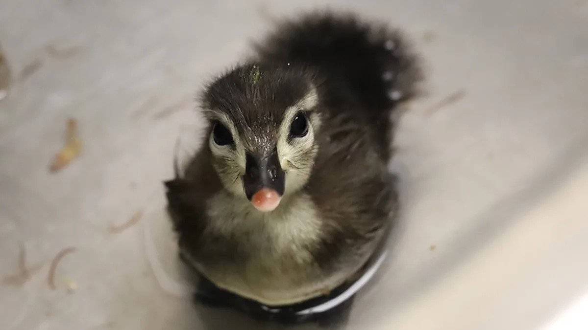 'May cause spontaneous smiling': Orphaned baby merganser, teeny wood duckling land at wildlife center