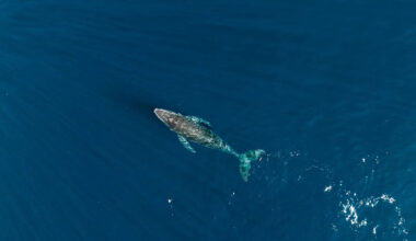 Fisherman spots humpback floating offshore before 40-foot whale washes up on New York beach