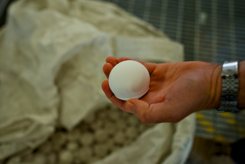 A photo of a hand holding a white ball.