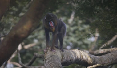 In Cameroon, the world's largest monkeys gather by the hundreds — and poachers target them