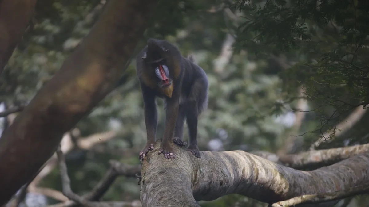 In Cameroon, the world's largest monkeys gather by the hundreds — and poachers target them