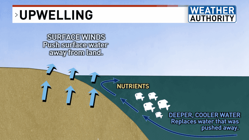 Shift in nutrients due to upwelling (WGME).