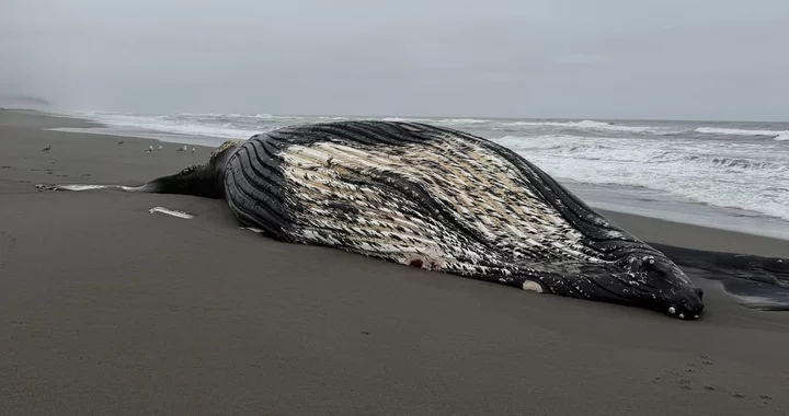 Another Dead Humpback Whale Found on Humboldt Beach | Lost Coast Outpost