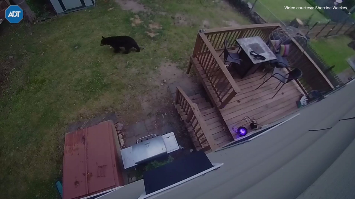 Video shows black bear wandering through Randolph residents yard, prompting police warning
