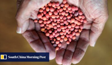 Chinese buyers acquire US soybeans for October-November, traders say