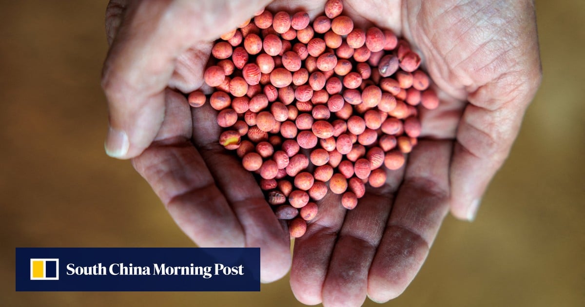Chinese buyers acquire US soybeans for October-November, traders say