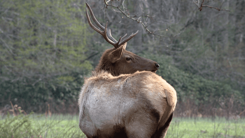 Elk in western North Carolina. (Photo: WLOS Staff)