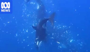 Orcas filmed ramming sunfish so hard it explodes in cloud of scraps