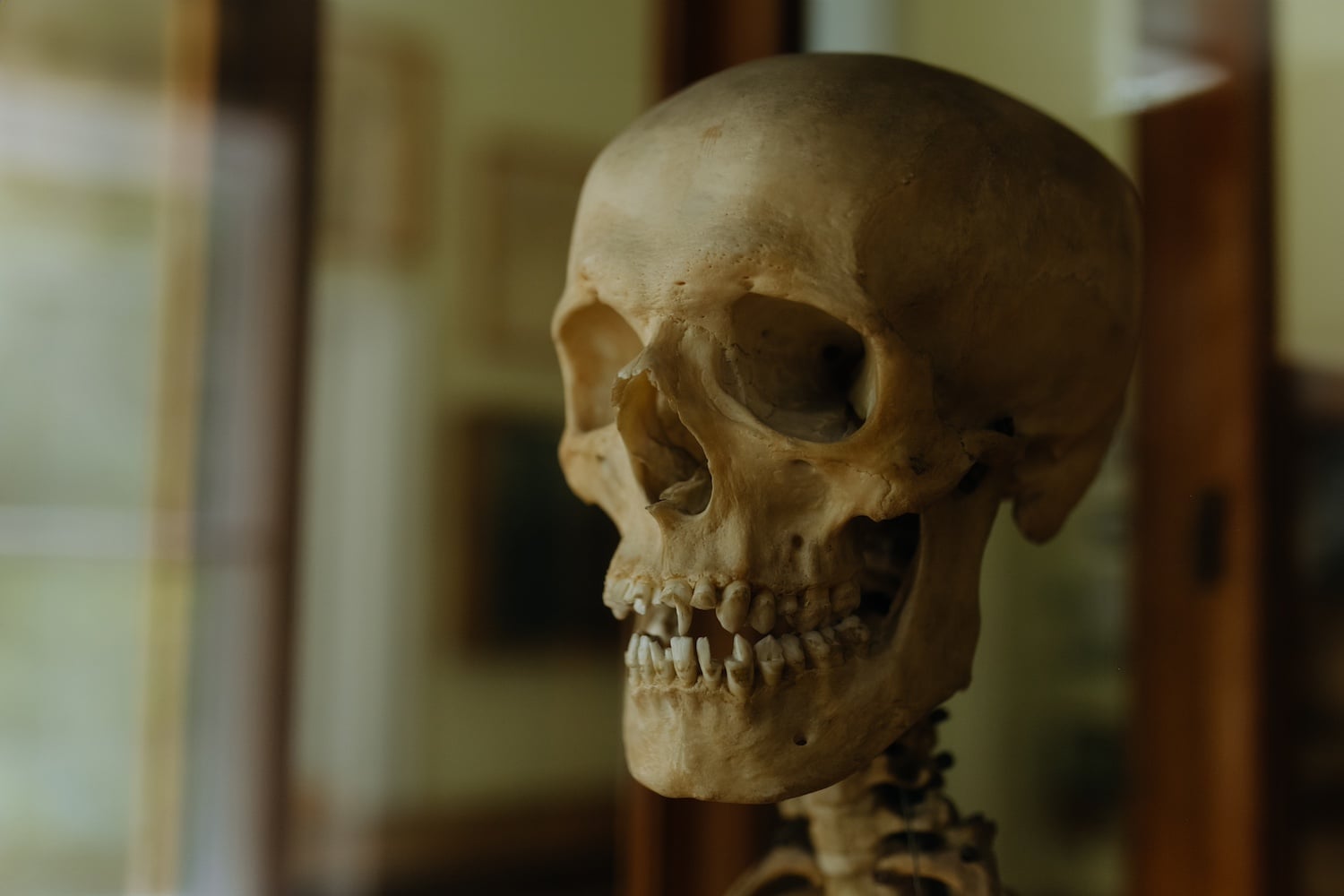 A Human Skull